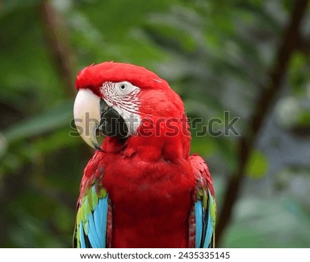 The picture shows a red parrot with a white beak
