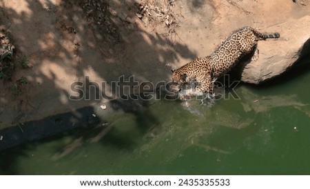 Jaguar enters the water looking for food. Korat Zoo, Thailand