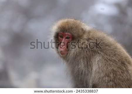 wild  Snow Monkey in spring