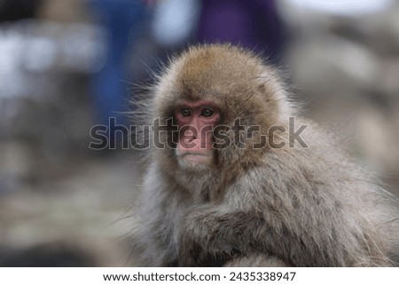 wild  Snow Monkey in spring