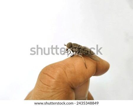 Picture of the insect Tabanus lineola or horse fly perched on the index finger of a human on a white background