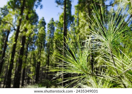 Young green shoots of Canary Island pine (Pinus canariensis) in the mountain forest of Gran Canaria, Canary Islands, Spain. Selective focus.