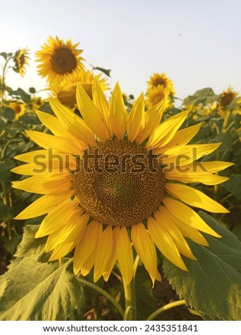 A sunflower clurfull flowers high quality picture