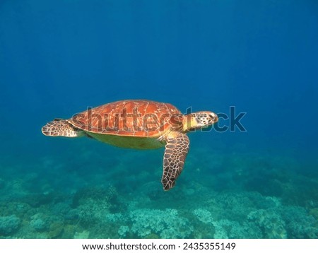 Scuba diving with the sea turtle, underwater photography. Cute vivid green sea turtle (Chelonia mydas) swimming over the tropical coral reef.  Marine life in the sea, protected animal. Travel picture