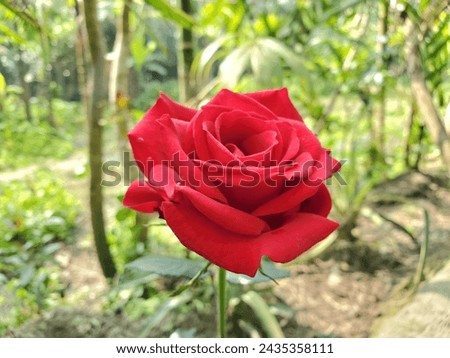 A picture of a rose in the village that makes you feel good