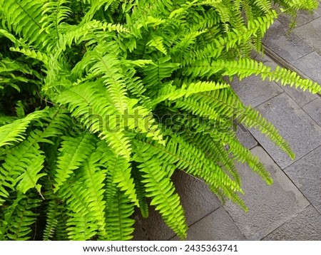 the green of the ornamental fern plants after the rain in the morning
