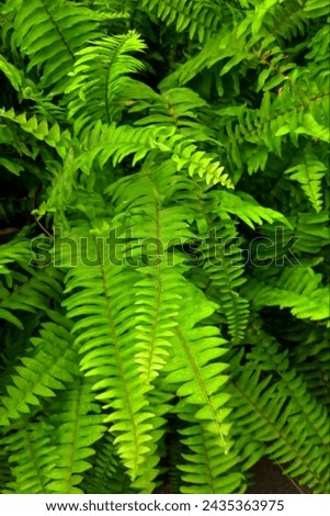 the green of the ornamental fern plants after the rain in the morning Royalty-Free Stock Photo #2435363975