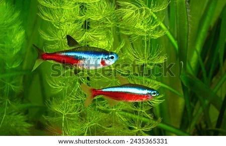 Neon Tetra in aquarium plant background. Neon Fish in fresh water