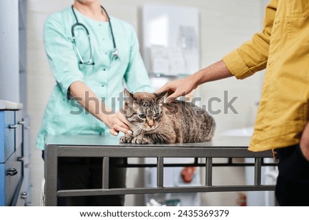 Veterinarian and the owner holding a cat at the clinic on the steel table. Recovering after injury, healthcare concept, domestic animals treatment, trust and care Royalty-Free Stock Photo #2435369379