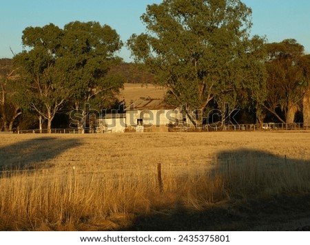  Disused Farm shed looking across a field of long golden grass, tall gum trees surround it, the white painted walls glow in the morning sunlight as shadows recede. 
 an Australian country landscapes. Royalty-Free Stock Photo #2435375801