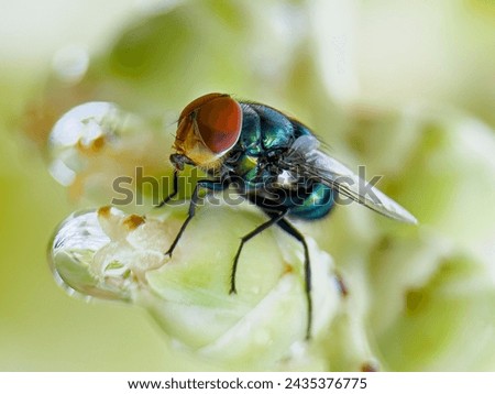 Chrysomya megacephala, better known as the oriental latrine fly or oriental blue fly, is a member of the Calliphoridae family. It is a warm weather fly with a turquoise metallic box-like body. Royalty-Free Stock Photo #2435376775
