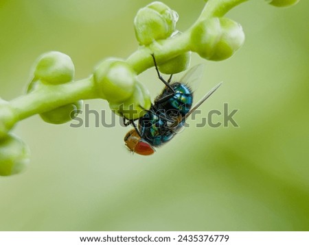Chrysomya megacephala, better known as the oriental latrine fly or oriental blue fly, is a member of the Calliphoridae family. It is a warm weather fly with a turquoise metallic box-like body. Royalty-Free Stock Photo #2435376779