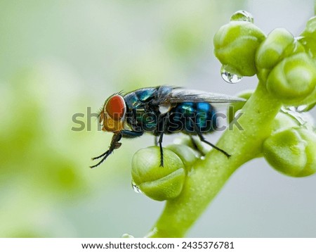 Chrysomya megacephala, better known as the oriental latrine fly or oriental blue fly, is a member of the Calliphoridae family. It is a warm weather fly with a turquoise metallic box-like body. Royalty-Free Stock Photo #2435376781