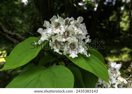 Flowers of Indian bean tree, Catalpa bignonioides, closeup.Catalpa bignonioides medium sized deciduous ornamental flowering tree, branches with groups of white cigartree flowers, buds and green leaves Royalty-Free Stock Photo #2435383143
