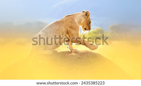 Picture of a lion cub on a rocky hill.