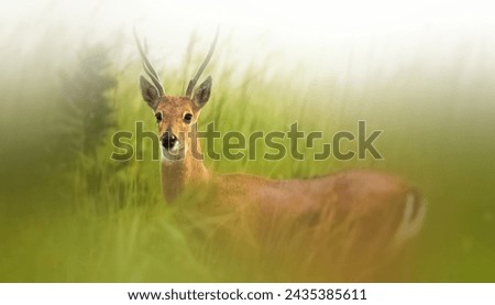 
Picture of a deer in the grass