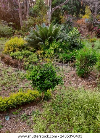 A lush garden overflowing with colorful flowers and plants. A weeping fig tree with cascading branches provides shade in the background. A flowering dogwood tree is in bloom on the right. Royalty-Free Stock Photo #2435390403