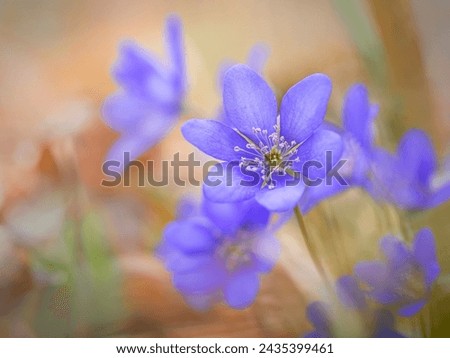 
A delicate and elegant image of Hepatica nobilis, liverleaf or liverwort. Blooming wild violet flowers dance in the spring forest. Beautiful plants in detail on a soft blurred interesting background.