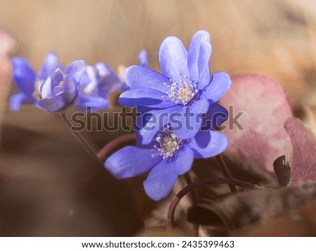 
A delicate and elegant image of Hepatica nobilis, liverleaf or liverwort. Blooming wild violet flowers dance in the spring forest. Beautiful plants in detail on a soft blurred interesting background.