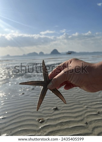 Starfish or sea star (marine organisms) Royalty-Free Stock Photo #2435405599