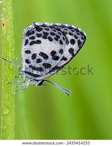 Castalius rosimon, the common Pierrot, is a small butterfly found in Asia that belongs to the lycaenids, or blues family. It has distinctive white wings with black dots