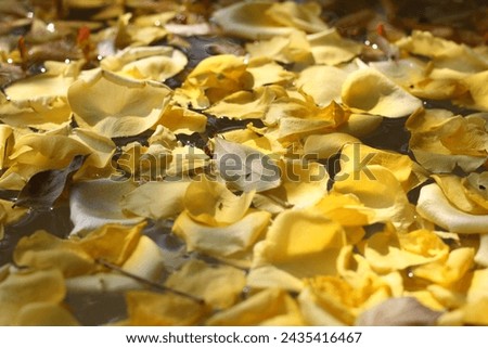 Photo beautiful of  Yellow Flower Petals floating on water , by have shade and shadow of sun light shine on the petals and this picture can use for wallpaper, backdrop and background .
