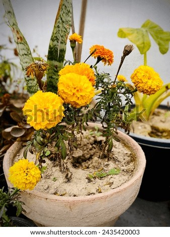 Nature picture and flowers pictures Nature Lovers Flower Pot picture 