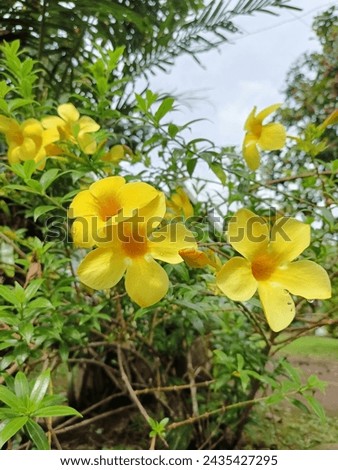 golden trumpet flower is an ornamental plant that effectively kills germs and disease-causing bacteria  Royalty-Free Stock Photo #2435427295