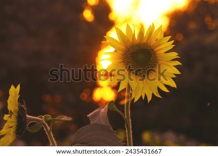 Natural sunflower picture with sunset. 