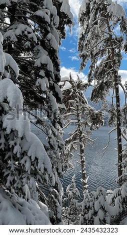 winter, winter break, snowy trees, beautiful views, snowy views, winter vacation, winter textures, snow textures, view of the forest, snowy mountains, lake view, sea and snow, snow falling
