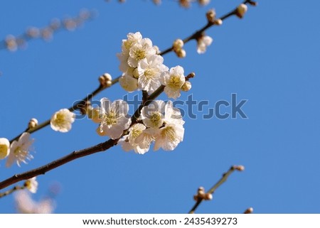 white Japanese apricot (ume) in full blooming	