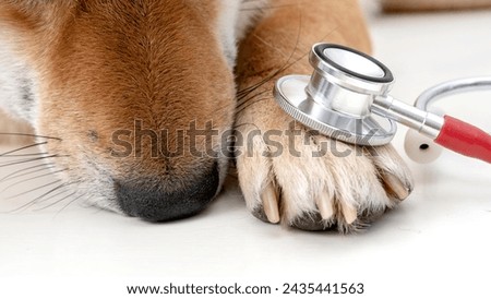 dog with stethoscope at veterinarian appointment in