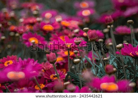 flowers with great detail and beautiful colors in macro photogra