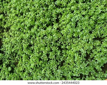 Pilea microphylla, also commonly known as artillery plant, is an annual or short-lived perennial. It’s best recognized by its many pairs of small, fleshy green leaves. Royalty-Free Stock Photo #2435444023