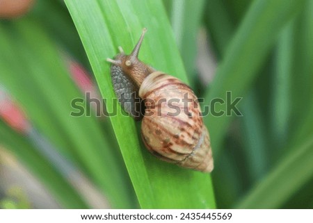 Snails that respire using a lung belong to the group Pulmonata Royalty-Free Stock Photo #2435445569