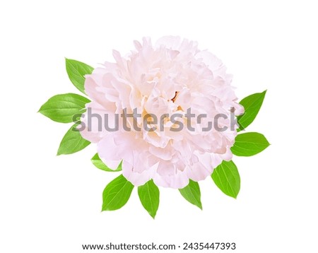 Gentle pink peony is isolated on the white. White peony flower isolated. Working path saved Royalty-Free Stock Photo #2435447393