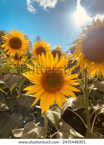 Sunflowers on a blue skied sunny day