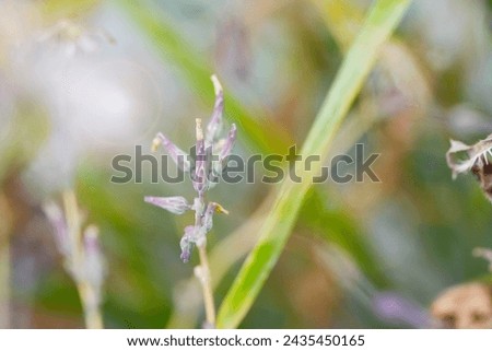 Beige dry blade of grass seen close up, homely summer countryside atmosphere, gentle nature, Beige dry blade of grass, Close-up, Homely, Summer countryside atmosphere, Gentle nature, Dry grass Country