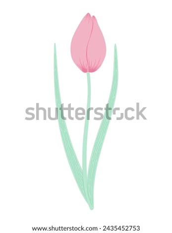 Tulip flower hand drawn flat illustration. Spring blossom, pink bloom, floral element. Vector design, isolated. Mothers Day, Easter, seasonal, botanical clip art