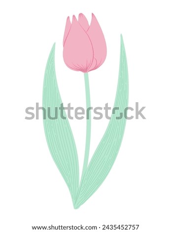 Tulip flower hand drawn flat illustration. Spring blossom, pink bloom, floral element. Vector design, isolated. Mothers Day, Easter, seasonal, botanical clip art