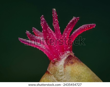 Closeup of a Corylus avellana, the Common Hazel. 