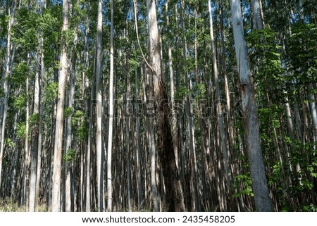 Forest of Eucalyptus Trees Along the Hamakua Coast, Big Island Royalty-Free Stock Photo #2435458205