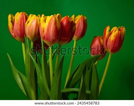 beautiful orange and yellow tulip.