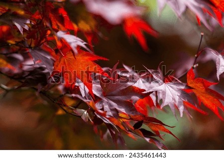 Red leaves of liquidambar styraciflua. Autumn colors. Tree branch in sunny weather. Blurred background. Rest. Calm. High quality photo Royalty-Free Stock Photo #2435461443