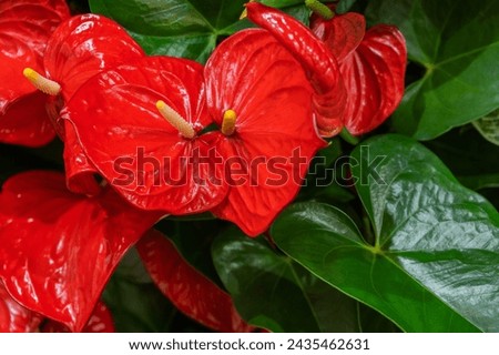 Anthurium flower. Red and green colors. Large petals with a venous network close-up. Gardening and growing plants. Flower exhibition in Amsterdam. High quality photo Royalty-Free Stock Photo #2435462631