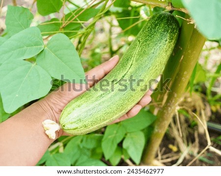 A very large cucumber is on the cucumber tree and there is a hand holding the cucumber. It is a naturally grown, organic cucumber with no chemicals. Royalty-Free Stock Photo #2435462977