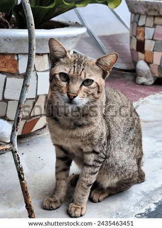 Wild cat with yellow eyes. Animal portrait