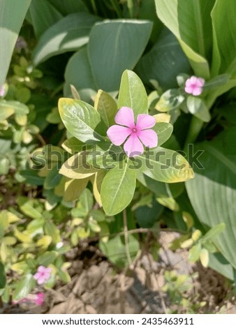 Catharanthus is a genus of flowering plants with smi shrub short leaves are green Royalty-Free Stock Photo #2435463911