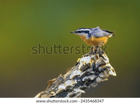 Red Breasted Nuthatch perches in front of a green blurred background. Background has room for text. Log with lichen and fungus.