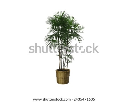 top flowerpot houseplant tree bench bamboo plant on white background